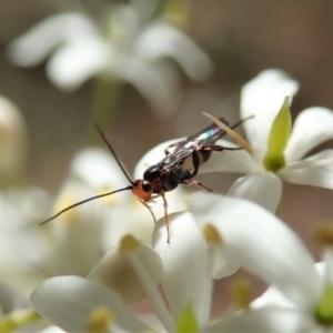 Braconidae (family) at Cook, ACT - 20 Jan 2021 11:26 AM