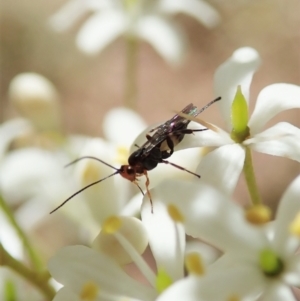 Braconidae (family) at Cook, ACT - 20 Jan 2021 11:26 AM