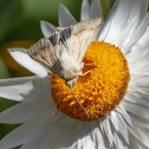 Helicoverpa punctigera at Acton, ACT - 20 Jan 2021