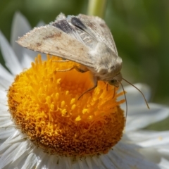 Helicoverpa punctigera at Acton, ACT - 20 Jan 2021