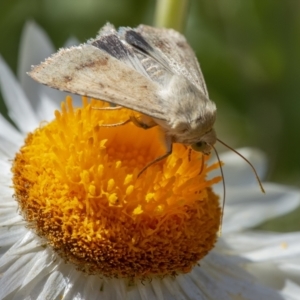 Helicoverpa punctigera at Acton, ACT - 20 Jan 2021