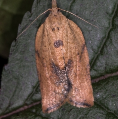 Epiphyas postvittana (Light Brown Apple Moth) at Melba, ACT - 1 Jan 2021 by Bron