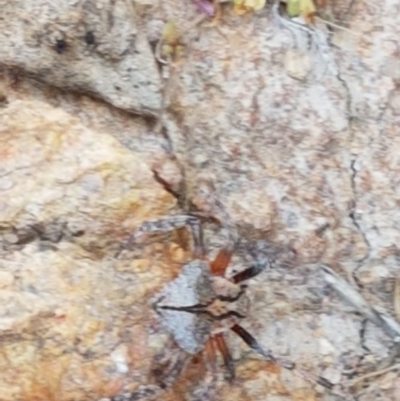 Dolophones sp. (genus) (Wrap-around spider) at Coree, ACT - 21 Jan 2021 by trevorpreston