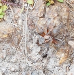 Dolophones sp. (genus) at Coree, ACT - 21 Jan 2021 03:41 PM