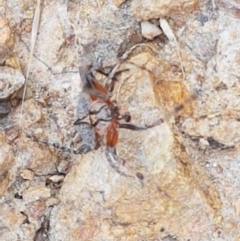 Dolophones sp. (genus) at Coree, ACT - 21 Jan 2021 03:41 PM