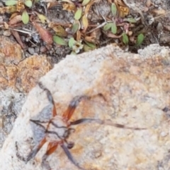 Dolophones sp. (genus) at Coree, ACT - 21 Jan 2021 03:41 PM