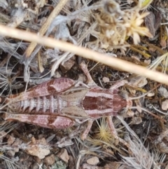 Brachyexarna lobipennis (Stripewinged meadow grasshopper) at Coree, ACT - 21 Jan 2021 by tpreston