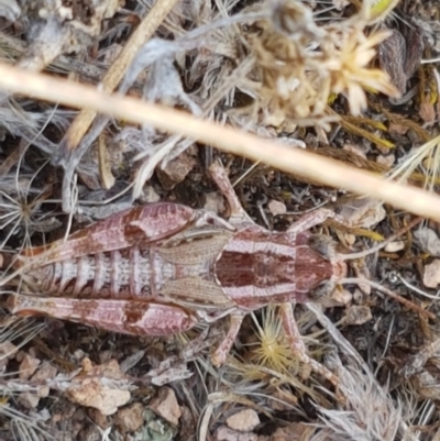 Brachyexarna lobipennis (Stripewinged meadow grasshopper) at Coree, ACT - 21 Jan 2021 by tpreston