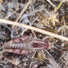 Brachyexarna lobipennis at Coree, ACT - 21 Jan 2021 03:52 PM