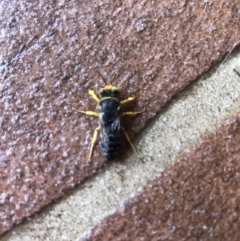 Bembix sp. (genus) (Unidentified Bembix sand wasp) at Thurgoona, NSW - 21 Jan 2021 by Hendyks