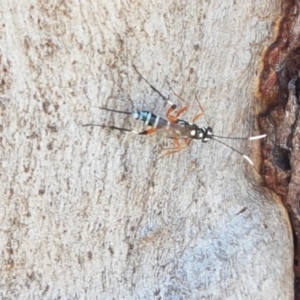 Xanthocryptus novozealandicus at Coree, ACT - 21 Jan 2021