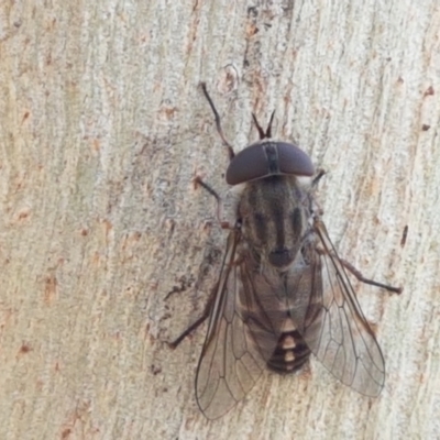 Dasybasis sp. (genus) (A march fly) at Coree, ACT - 21 Jan 2021 by trevorpreston