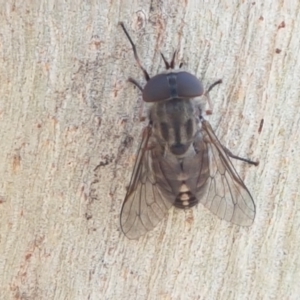 Dasybasis sp. (genus) at Coree, ACT - 21 Jan 2021