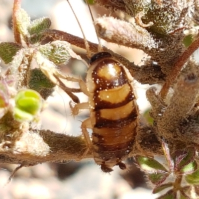 Robshelfordia simplex (Shelford's Western Cockroach) at Coree, ACT - 21 Jan 2021 by tpreston