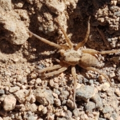 Lycosidae (family) (Wolf spider) at Uriarra Village, ACT - 21 Jan 2021 by trevorpreston