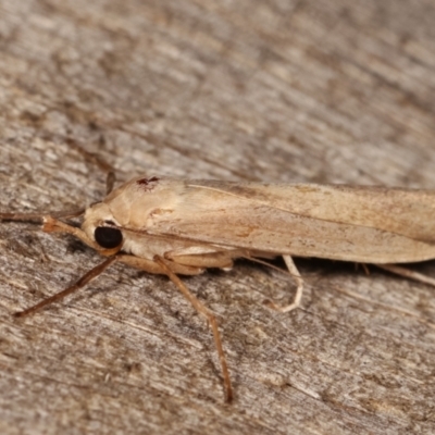 Calamidia hirta (Calamidia hirta) at Melba, ACT - 11 Jan 2021 by kasiaaus