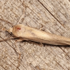 Calamidia hirta at Melba, ACT - 11 Jan 2021 10:43 PM