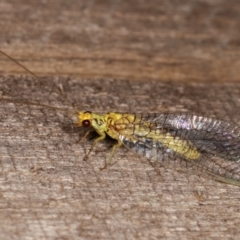 Italochrysa sp. (genus) (A Green Lacewing) at Melba, ACT - 10 Jan 2021 by kasiaaus