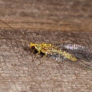 Italochrysa sp. (genus) at Melba, ACT - 10 Jan 2021