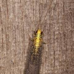 Italochrysa sp. (genus) at Melba, ACT - 10 Jan 2021