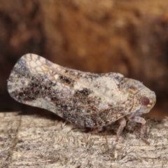 Massila sp. (genus) (Unidentified Massila planthopper) at Melba, ACT - 10 Jan 2021 by kasiaaus