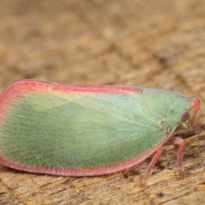 Colgar sp. (genus) at Melba, ACT - 10 Jan 2021 11:29 PM