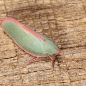 Colgar sp. (genus) at Melba, ACT - 10 Jan 2021 11:29 PM