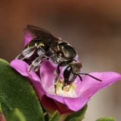 Lipotriches sp. (genus) (Halictid bee) at University of Canberra - 11 Jan 2021 by kasiaaus