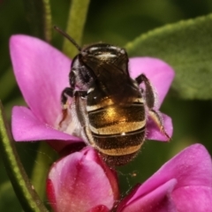 Lipotriches sp. (genus) at Bruce, ACT - 11 Jan 2021