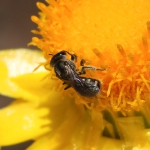 Lasioglossum (Chilalictus) sp. (genus & subgenus) at Bruce, ACT - 11 Jan 2021