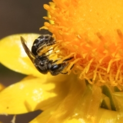 Lasioglossum (Chilalictus) sp. (genus & subgenus) at Bruce, ACT - 11 Jan 2021