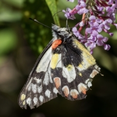 Delias aganippe (Spotted Jezebel) at Forde, ACT - 19 Jan 2021 by dannymccreadie