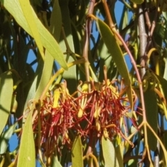 Amyema miquelii (Box Mistletoe) at Mount Majura - 21 Jan 2021 by MAX