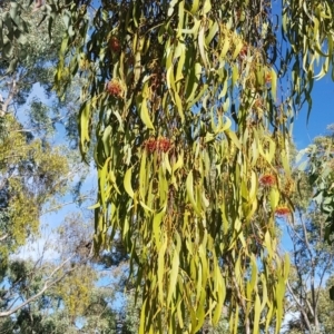 Amyema miquelii at Watson, ACT - 21 Jan 2021