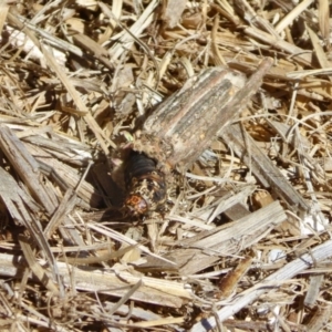 Clania (genus) at Yass River, NSW - 21 Jan 2021