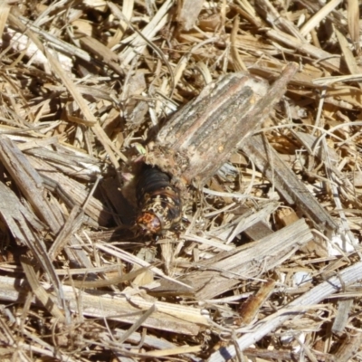 Clania (genus) (A case moth) at Rugosa - 20 Jan 2021 by SenexRugosus