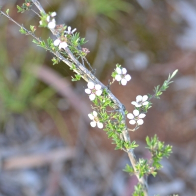 Gaudium multicaule (Teatree) by 120Acres