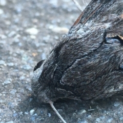 Agrius convolvuli (Convolvulus Hawk Moth) at Mount Ainslie to Black Mountain - 20 Jan 2021 by YellowButton