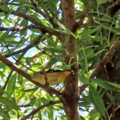 Pardalotus punctatus (Spotted Pardalote) at Jerrabomberra, NSW - 20 Jan 2021 by RodDeb