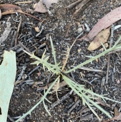 Eryngium ovinum (Blue Devil) at Hughes, ACT - 20 Jan 2021 by KL