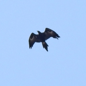 Aquila audax at Jerrabomberra, NSW - 21 Jan 2021