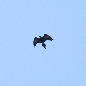 Aquila audax at Jerrabomberra, NSW - 21 Jan 2021