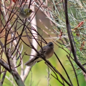 Rhipidura albiscapa at Jerrabomberra, NSW - 21 Jan 2021