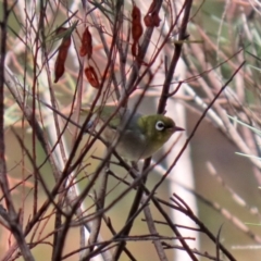 Zosterops lateralis (Silvereye) at Jerrabomberra, NSW - 21 Jan 2021 by RodDeb