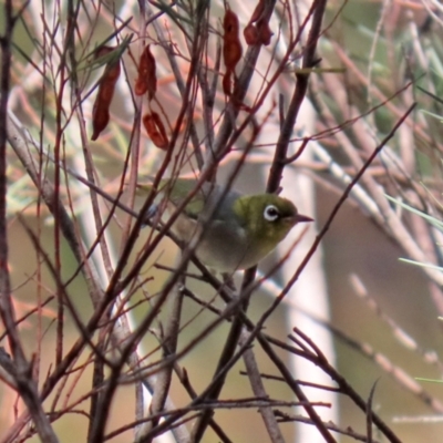 Zosterops lateralis (Silvereye) at Jerrabomberra, NSW - 21 Jan 2021 by RodDeb