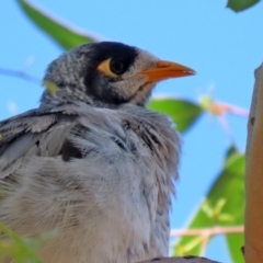 Manorina melanocephala (Noisy Miner) at Jerrabomberra, NSW - 21 Jan 2021 by RodDeb