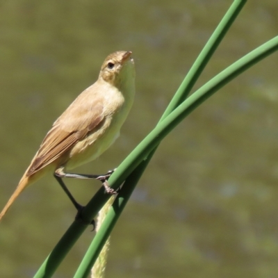 Acrocephalus australis (Australian Reed-Warbler) at Jerrabomberra, NSW - 21 Jan 2021 by RodDeb