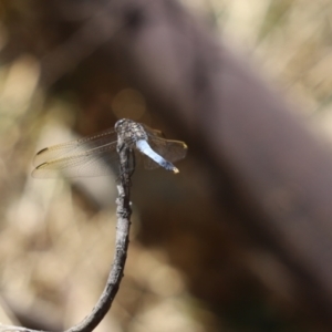 Orthetrum caledonicum at Jacka, ACT - 20 Jan 2021