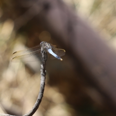 Orthetrum caledonicum (Blue Skimmer) at Jacka, ACT - 19 Jan 2021 by Tammy