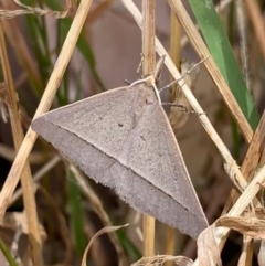 Epidesmia hypenaria (Long-nosed Epidesmia) at Murrumbateman, NSW - 21 Jan 2021 by SimoneC